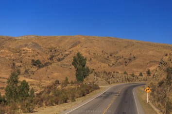 Útimas árvores na paisagem pelos p®óximos dias