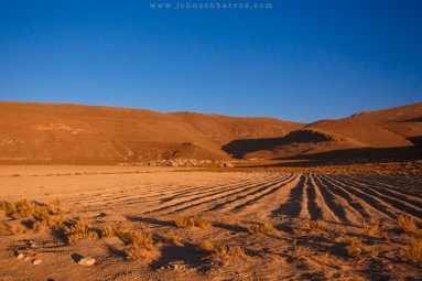 Solo arado e plantado com quinua