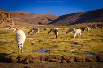 Estância Chackha e suas lhamas