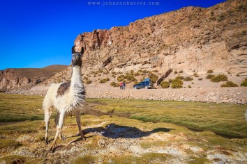 Lhama posando para foto