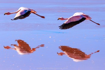 Flamingos habitam a Laguan Colorada.