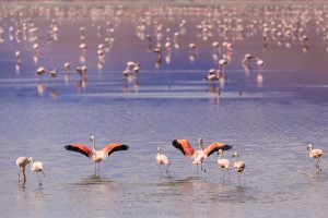 Flamingos Andinos no lago Uhu Uhu